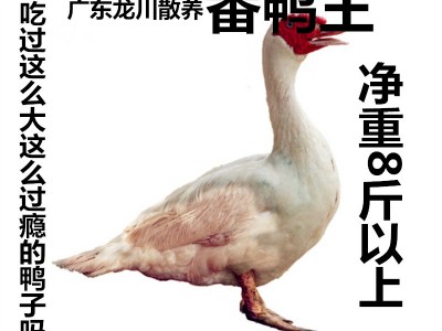 【一手三鸟】番鸭母番鸭公白番鸭黑番鸭均有冷链物流发全国图5