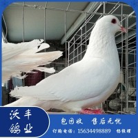 广场鸽哪里有卖的一对多少钱 培训训练白羽王鸽品种广场鸽