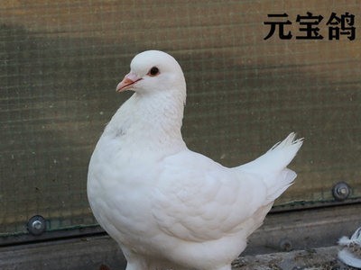 想买元宝种鸽一对多少钱 雪花元宝鸽价格 大型肉鸽养殖场图4