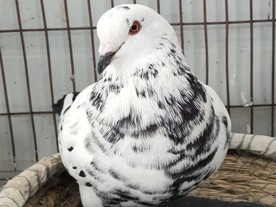 想买元宝种鸽一对多少钱 雪花元宝鸽价格 大型肉鸽养殖场图2