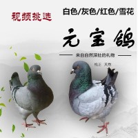 元宝鸽出售 黑色元宝鸽子多少钱一对 观赏元宝鸽大号包邮