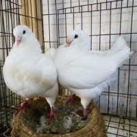 肉鸽活体大体型元宝鸽观赏肉用种鸽美国白羽王鸽灰王种鸽品种优良