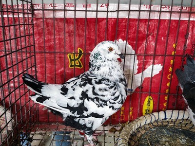 肉鸽活体大体型元宝鸽观赏肉用种鸽美国白羽王鸽灰王种鸽品种优良图3