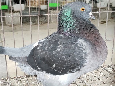 肉鸽活体大体型元宝鸽观赏肉用种鸽美国白羽王鸽灰王种鸽品种优良图4