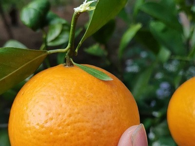 现货当季沃柑采摘水果基地直发 新鲜砂糖橘 贡柑爽口清甜5斤代发图2