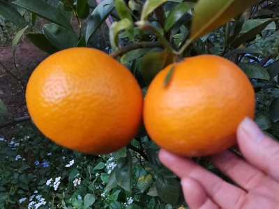 现货当季沃柑采摘水果基地直发 新鲜砂糖橘 贡柑爽口清甜5斤代发图5