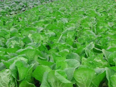 厂家直供小白菜种子四季农田菜地阳台盆栽种植小汤菜小白菜籽批发图3