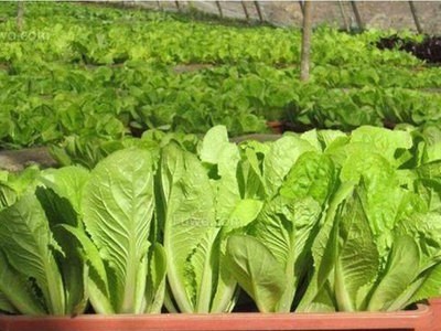 厂家直供小白菜种子四季农田菜地阳台盆栽种植小汤菜小白菜籽批发图2