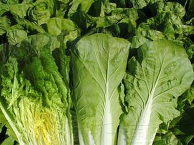 厂家直供小白菜种子四季农田菜地阳台盆栽种植小汤菜小白菜籽批发图4