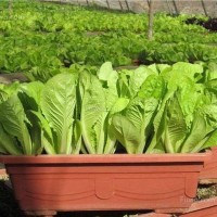 厂家直供小白菜种子四季农田菜地阳台盆栽种植小汤菜小白菜籽批发