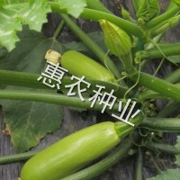 厂家直供蔬菜种子艾薇尔西葫芦种子 个大脆青薄皮西葫芦种子批发