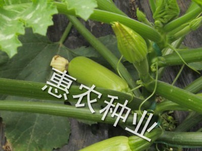 厂家直供蔬菜种子艾薇尔西葫芦种子 个大脆青薄皮西葫芦种子批发图2