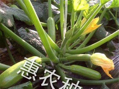 厂家直供蔬菜种子艾薇尔西葫芦种子 个大脆青薄皮西葫芦种子批发图3