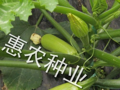 厂家直供蔬菜种子艾薇尔西葫芦种子 个大脆青薄皮西葫芦种子批发图5