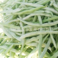 厂家直供新品种地豆芸豆种子 花期短不用搭架的芸豆 蔬菜种子批发