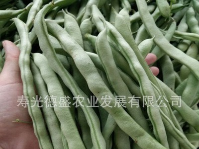厂家直供新品种地豆芸豆种子 花期短不用搭架的芸豆 蔬菜种子批发图2