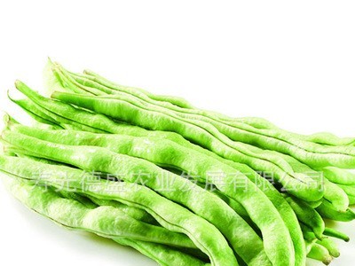 厂家直供新品种地豆芸豆种子 花期短不用搭架的芸豆 蔬菜种子批发图3