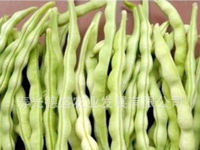 厂家直供新品种地豆芸豆种子 花期短不用搭架的芸豆 蔬菜种子批发图5
