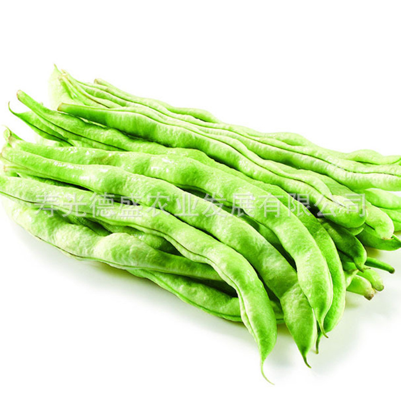 地豆 芸豆 (4)