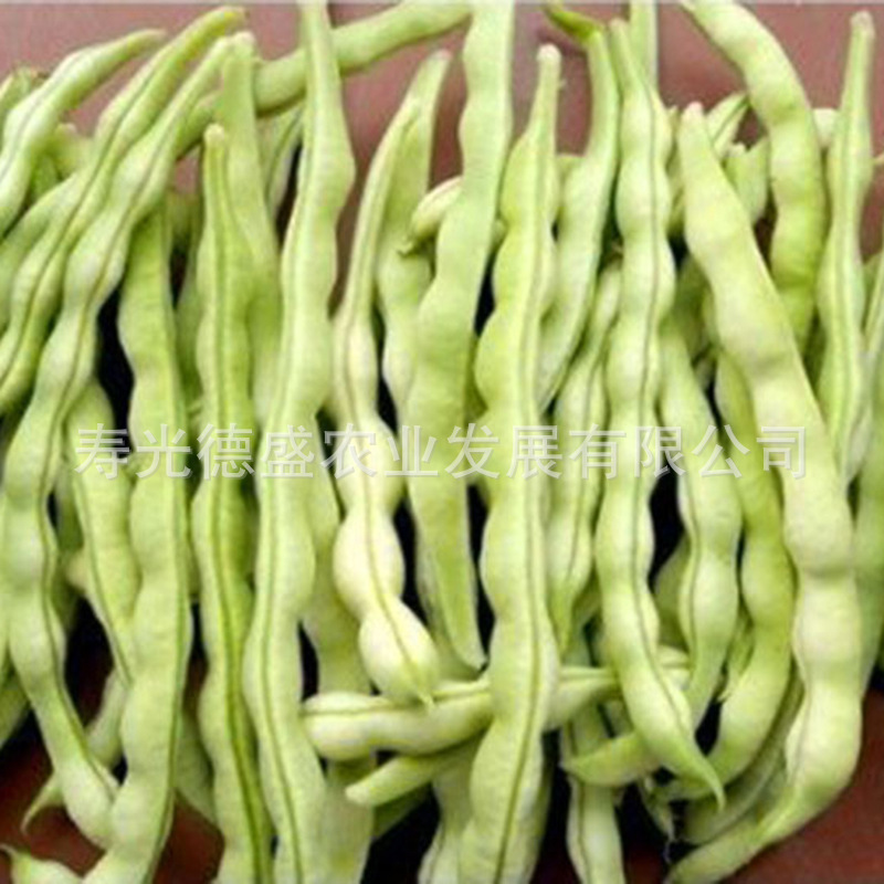 地豆 芸豆 (5)
