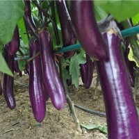 厂家直供茄子种子紫龙长茄紫红色种籽果皮光滑油亮批发可一件代发