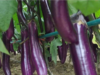 厂家直供茄子种子紫龙长茄紫红色种籽果皮光滑油亮批发可一件代发图3