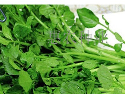 厂家直供蔬菜豆瓣菜种子 凉拌热炒西洋菜菜籽 大量批发水田芥种子图3