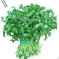 厂家直供蔬菜豆瓣菜种子 凉拌热炒西洋菜菜籽 大量批发水田芥种子