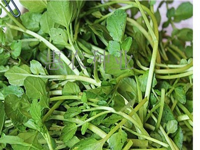 厂家直供蔬菜豆瓣菜种子 凉拌热炒西洋菜菜籽 大量批发水田芥种子图4
