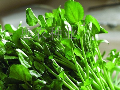 厂家直供蔬菜豆瓣菜种子 凉拌热炒西洋菜菜籽 大量批发水田芥种子图5