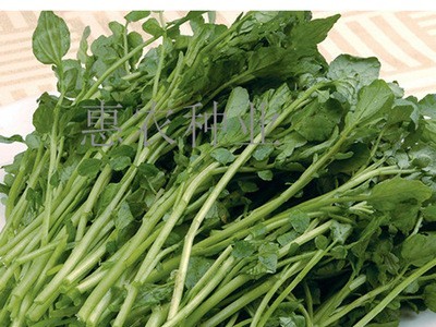 厂家直供蔬菜豆瓣菜种子 凉拌热炒西洋菜菜籽 大量批发水田芥种子图2