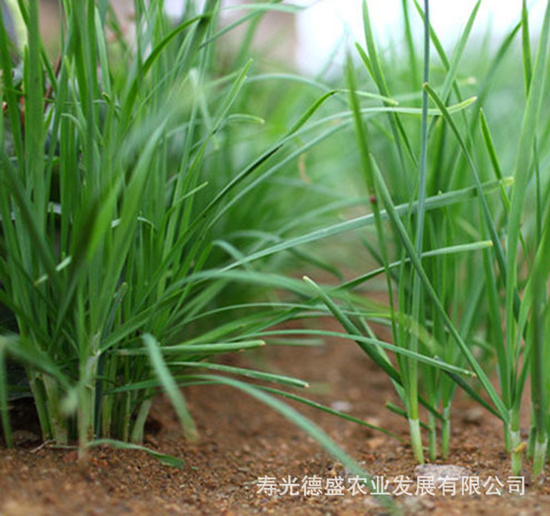 常年雪青韭菜王 (1)