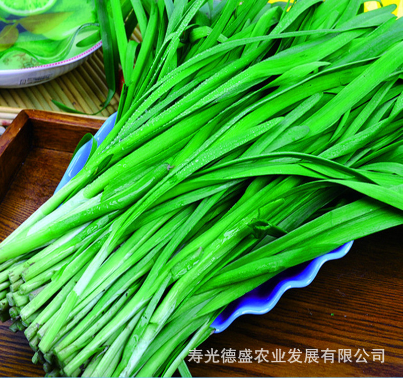 常年雪青韭菜王 (3)