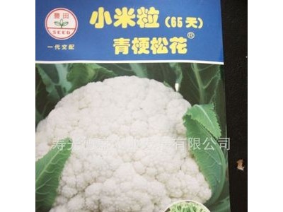 小米粒青梗松花菜 散花 菜花 蔬菜种子 55天-100天均可提供图2