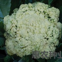 小米粒青梗松花菜 散花 菜花 蔬菜种子 55天-100天均可提供