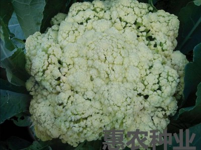 小米粒青梗松花菜 散花 菜花 蔬菜种子 55天-100天均可提供图4