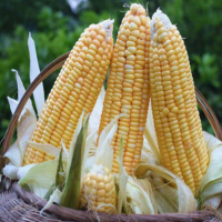 厂家直供青食垦粘一号玉米种子口感甜糯鲜香代餐粗粮玉米蔬菜种子
