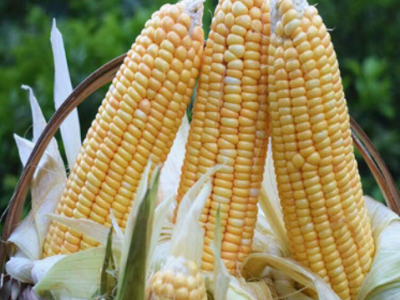 厂家直供青食垦粘一号玉米种子口感甜糯鲜香代餐粗粮玉米蔬菜种子图2