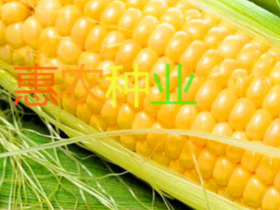 厂家直供青食垦粘一号玉米种子口感甜糯鲜香代餐粗粮玉米蔬菜种子图5