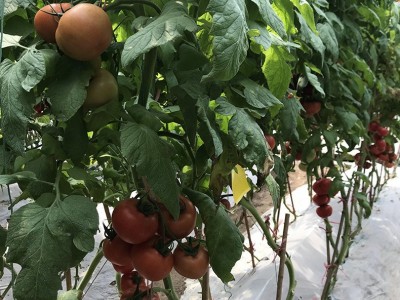 厂家直供番茄种子 先正达生产高抗叶霉病西红柿种子 大红番茄品种图5
