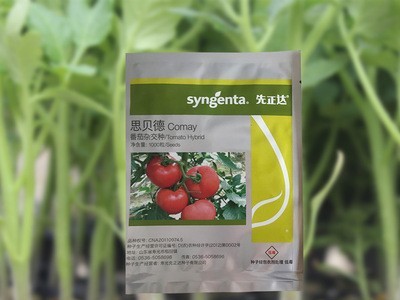 厂家直供番茄种子 先正达生产高抗叶霉病西红柿种子 大红番茄品种图3