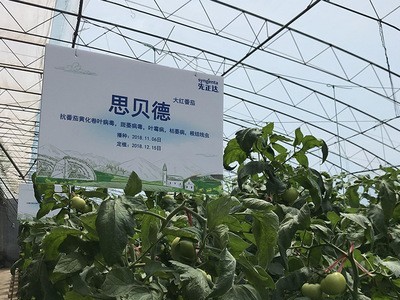 厂家直供番茄种子 先正达生产高抗叶霉病西红柿种子 大红番茄品种图4