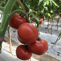厂家直供番茄种子 先正达生产高抗叶霉病西红柿种子 大红番茄品种
