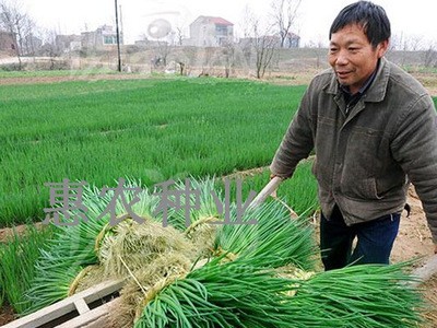 厂家直供散装葱种子田园家庭种植四季可播种小香葱种批发蔬菜种子图3