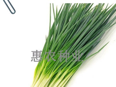 厂家直供散装葱种子田园家庭种植四季可播种小香葱种批发蔬菜种子图1