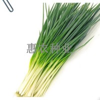 厂家直供散装葱种子田园家庭种植四季可播种小香葱种批发蔬菜种子