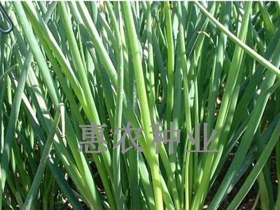 厂家直供散装葱种子田园家庭种植四季可播种小香葱种批发蔬菜种子图4