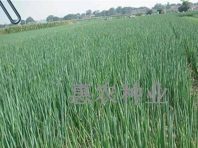 厂家直供散装葱种子田园家庭种植四季可播种小香葱种批发蔬菜种子图2