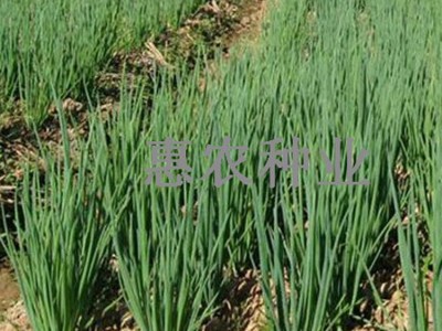 厂家直供散装葱种子田园家庭种植四季可播种小香葱种批发蔬菜种子图5