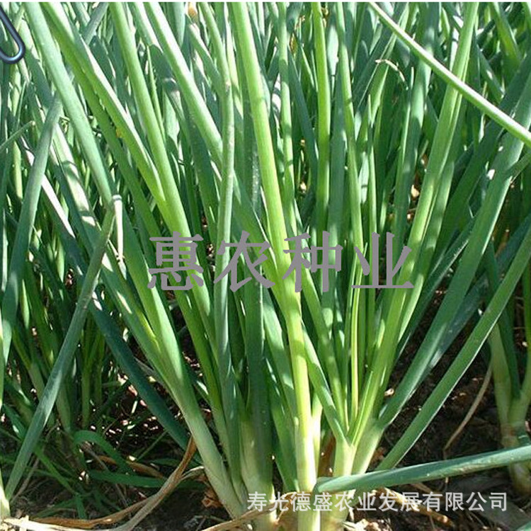 四季小香葱 (4)